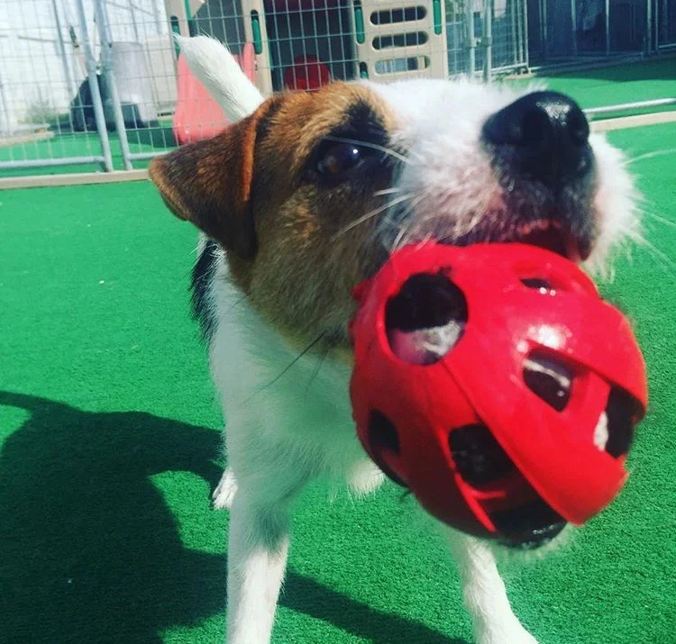 Pet Boarding Policies
