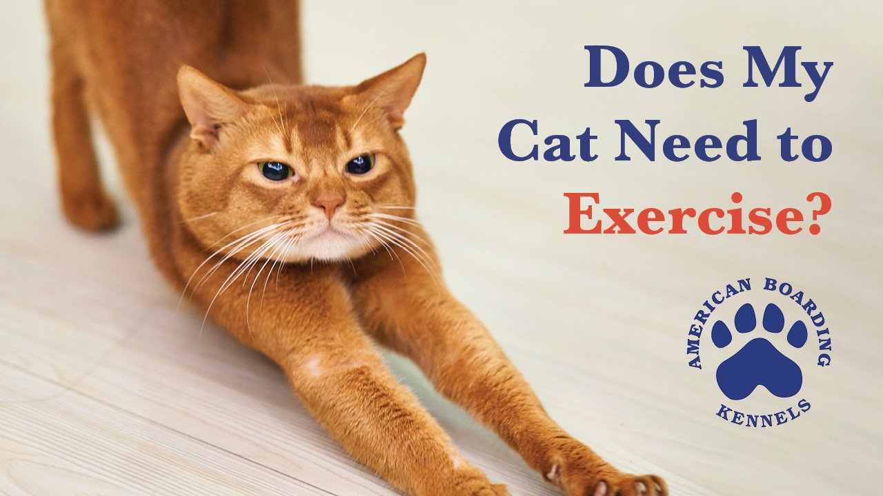 Why Cats Need Exercise — American Boarding Kennels