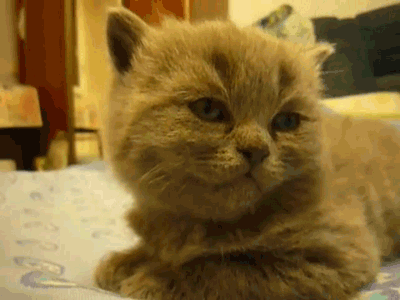 giphy (18).gif