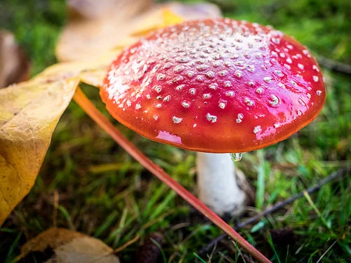 amanita_mushroom.jpg