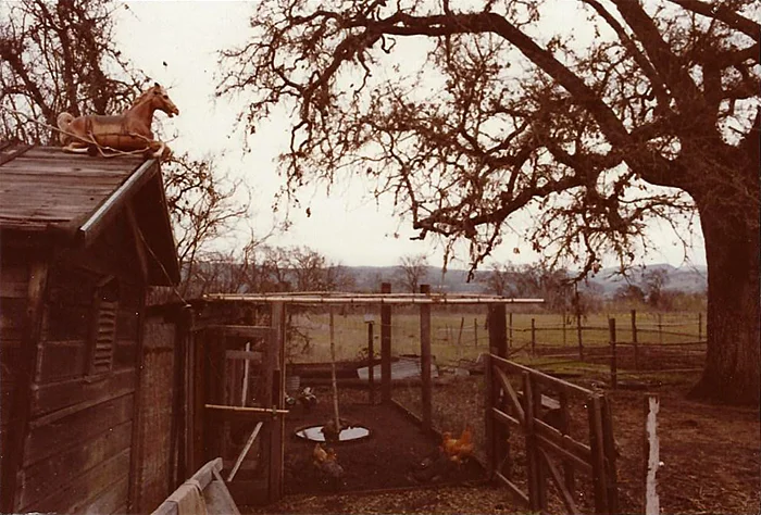 Here's a shot of the chicken coop and barn. The row of trees in the distance line the banks of the Napa River, just a short walk from the house.