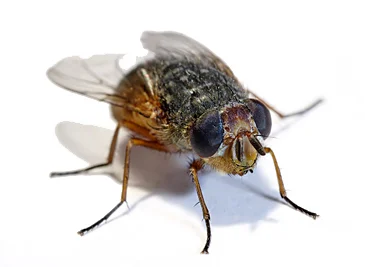 housefly.jpg