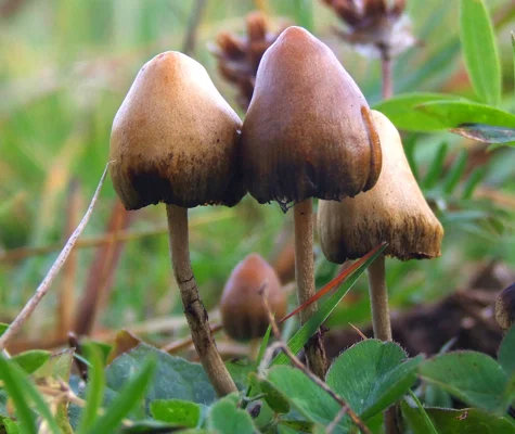 Psilocybe_semilanceata.jpg