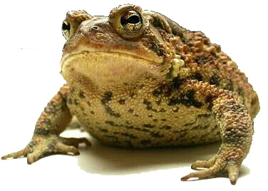 toad.jpg