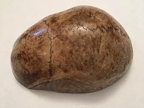 skull.jpg