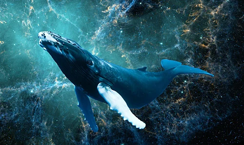 space_whale.jpg