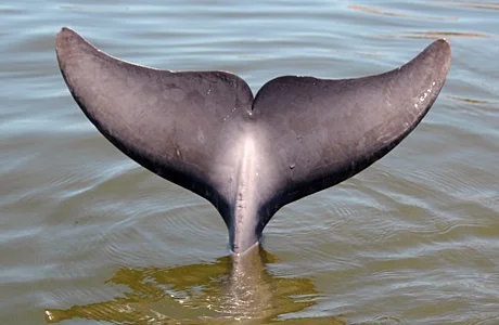 dolphin_tail.jpg