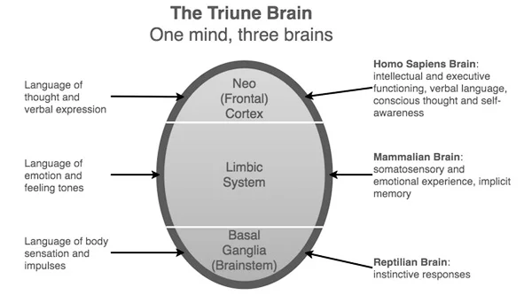 Triune Brain - Roland Fischer — Kurt von Meier