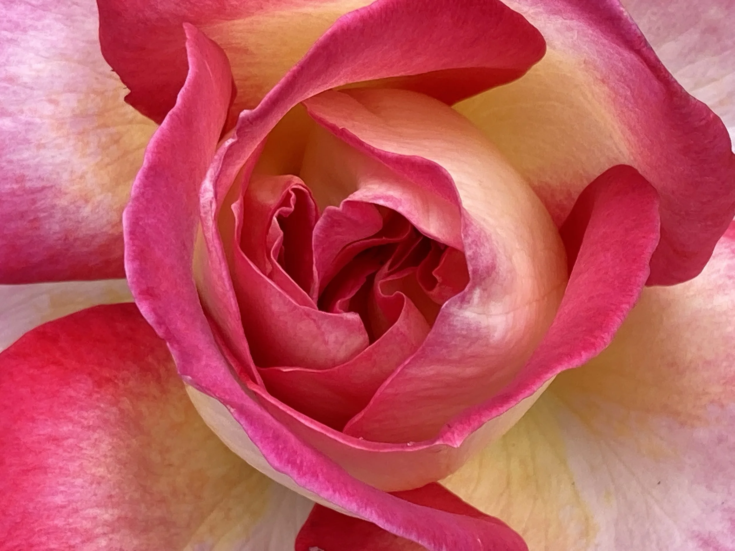 rose.jpeg