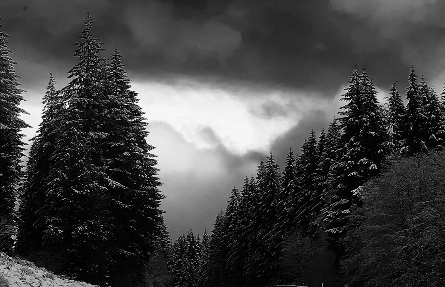 Winter 2024 Sea and Timber Collection.jpg