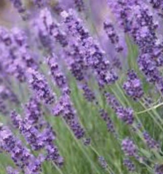 English lavender.png