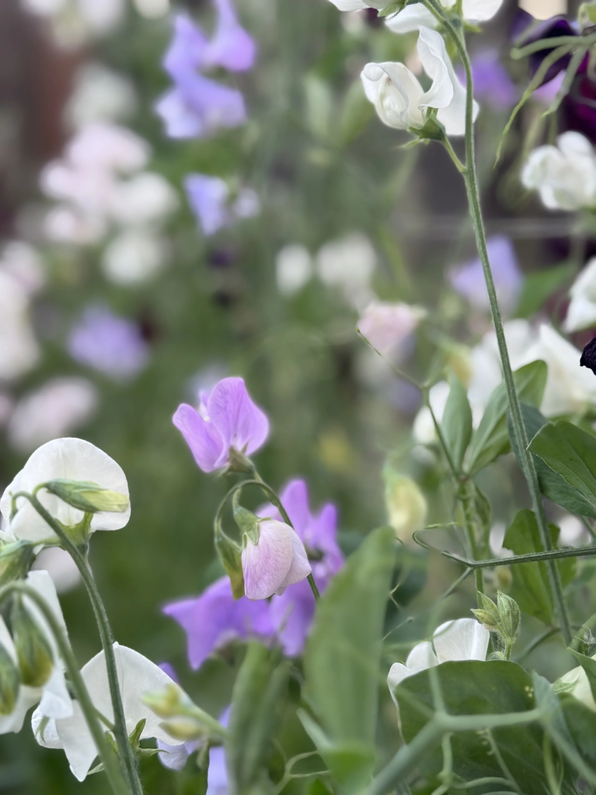 Sweet Peas.jpg