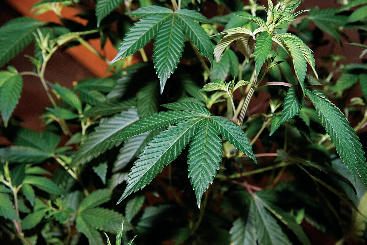Jan2016_Garden_HiFi-plant1x.jpg