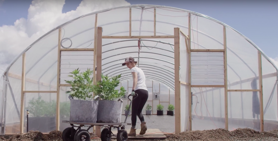 A worker at HiFi Farms in Oregon lugs cannabis into a greenhouse // Photo Go Legal!