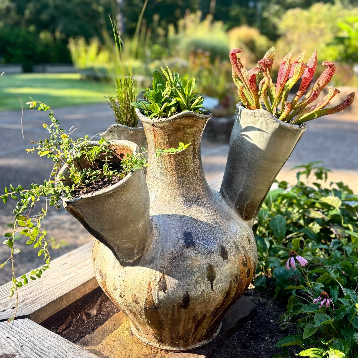 So excited to have this piece, Pitcher Planter, installed at the @ncbotanicalgarden for the annual sculpture show! A huge thanks to Chris and the garden staff for growing and planting the planter with these beautiful plants. 

The show is free and op