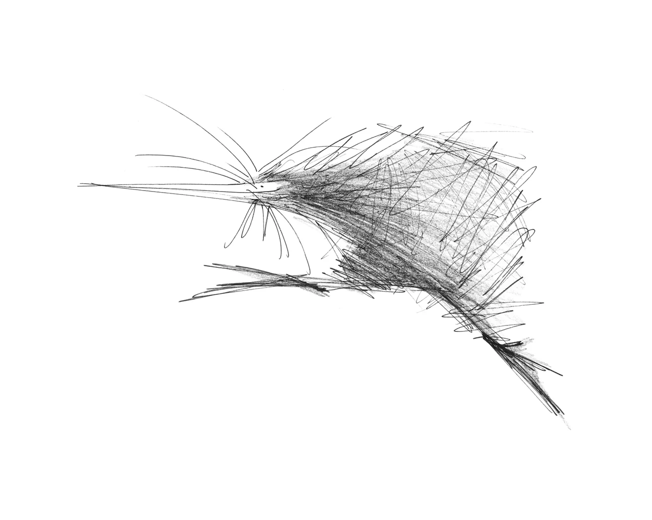 Running Kiwi