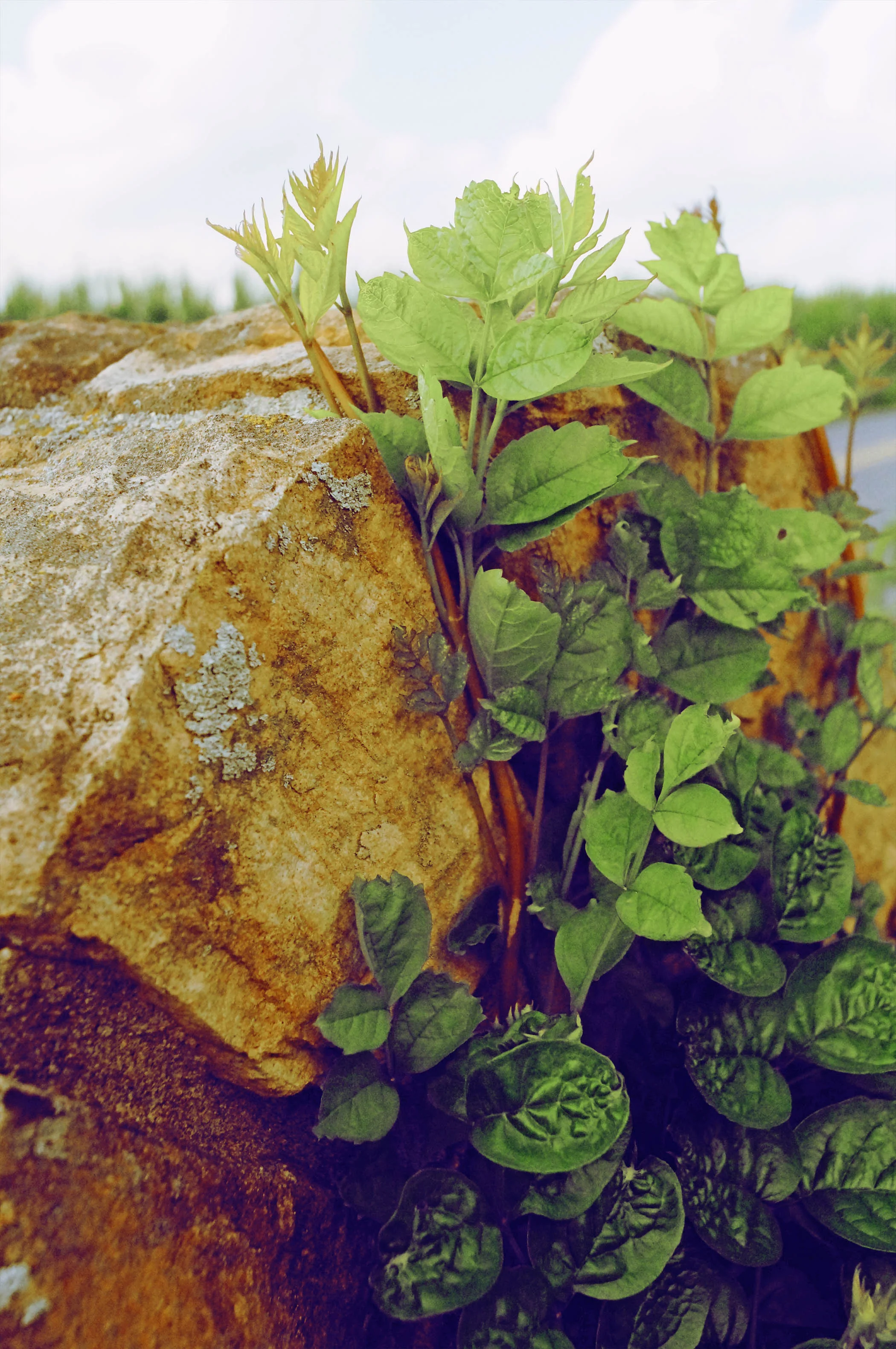 Fourth&Sycamore submission--In the Green Series--Springs Eternal.jpg
