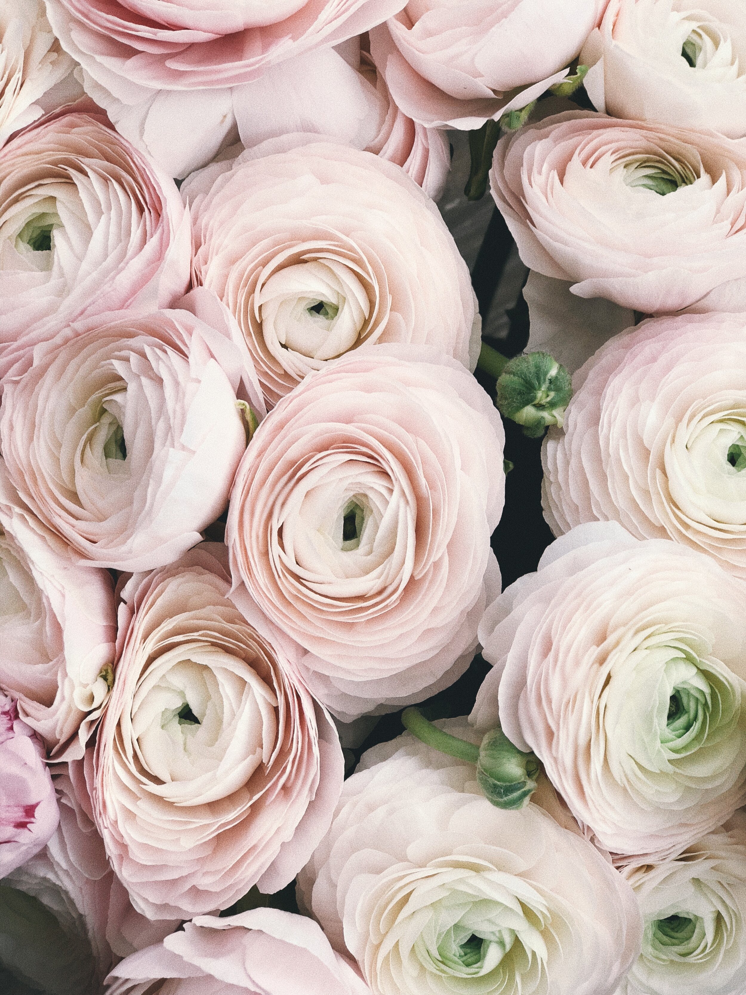 anniversary-beautiful-bloom-931178.jpg