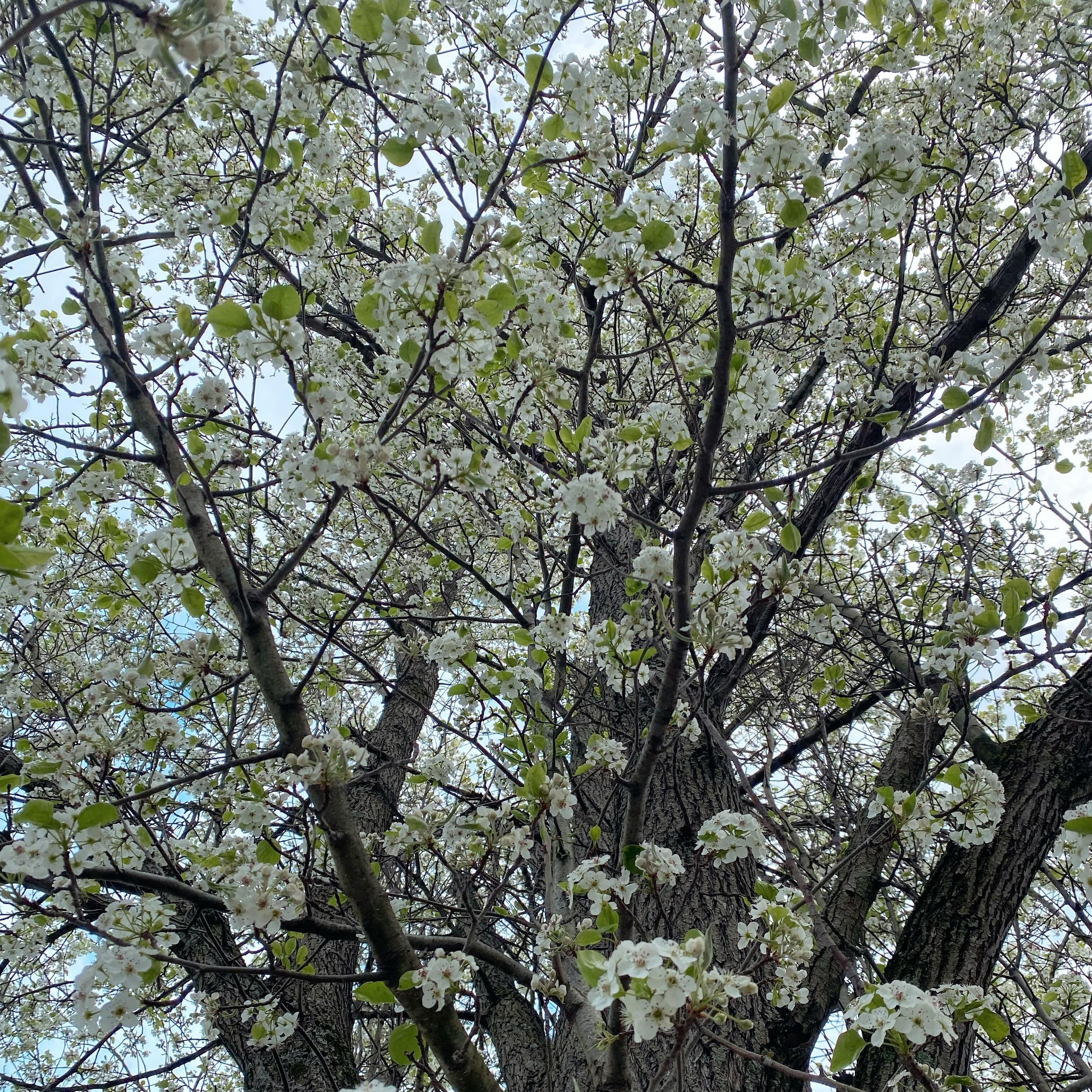 From a distance, this tree is really beautiful in the spring. But the closer you get the less pleasing it becomes. Until you are right up under it gagging at the smell and overwhelmed by the dissonance of how something so amazing could also be so awf