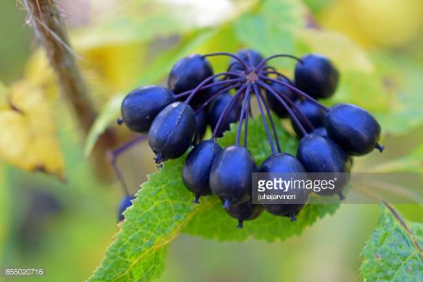 Photo by juhajarvinen/iStock / Getty Images
