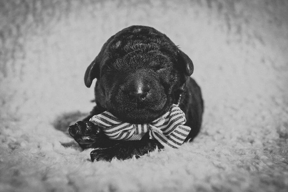 LR-Galavanting-Poodles-Boy-Day-7-15 copy.jpg