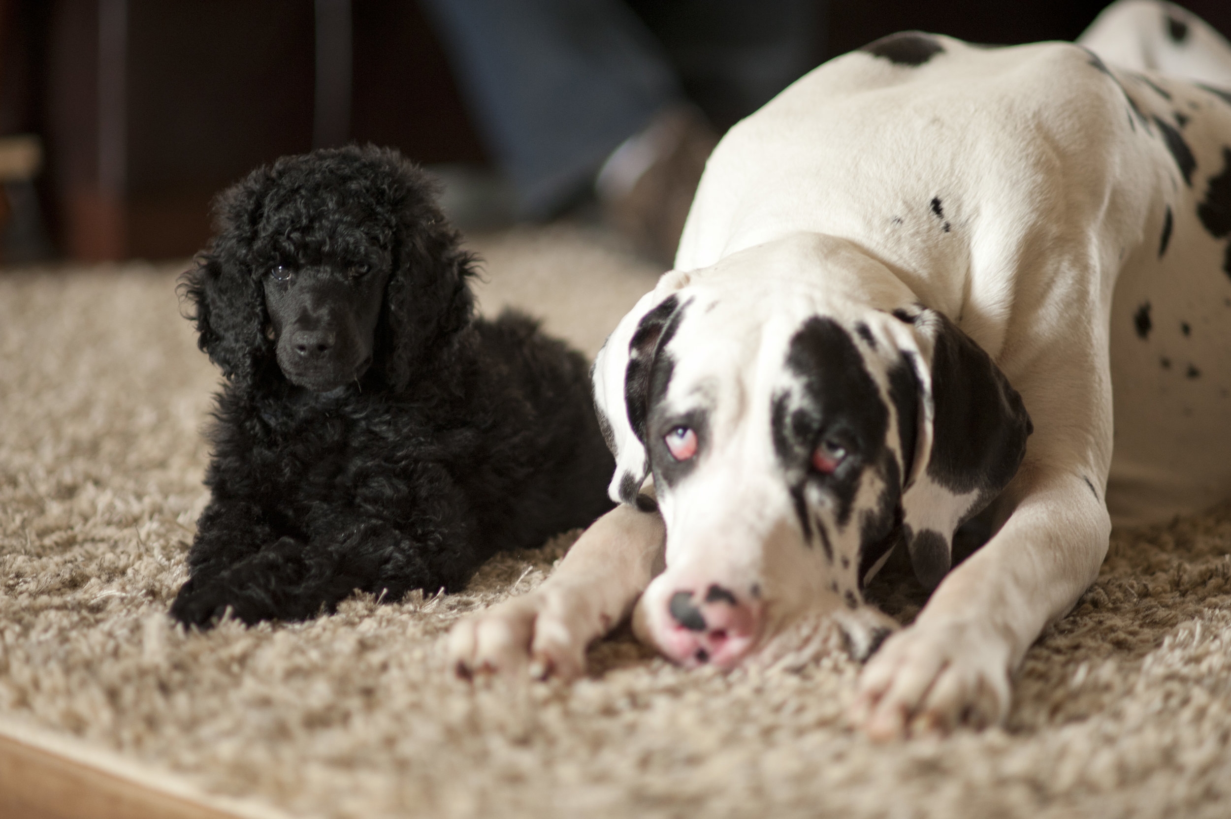 Wallace meets his big brother, Beauregard the Harlequin Great Dane, on his Gotcha day.