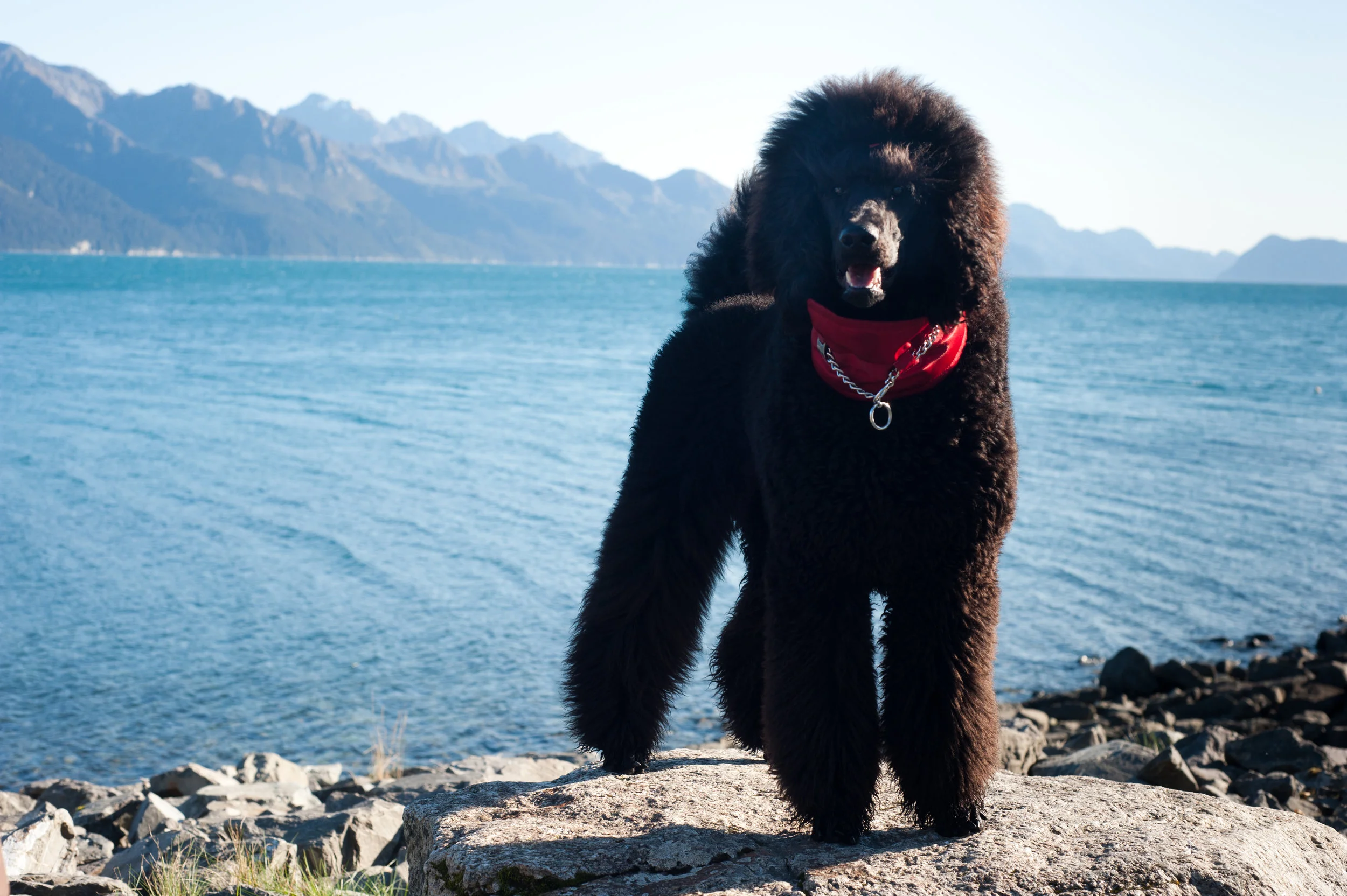 Wallace as a puppy in Seward, Alaska