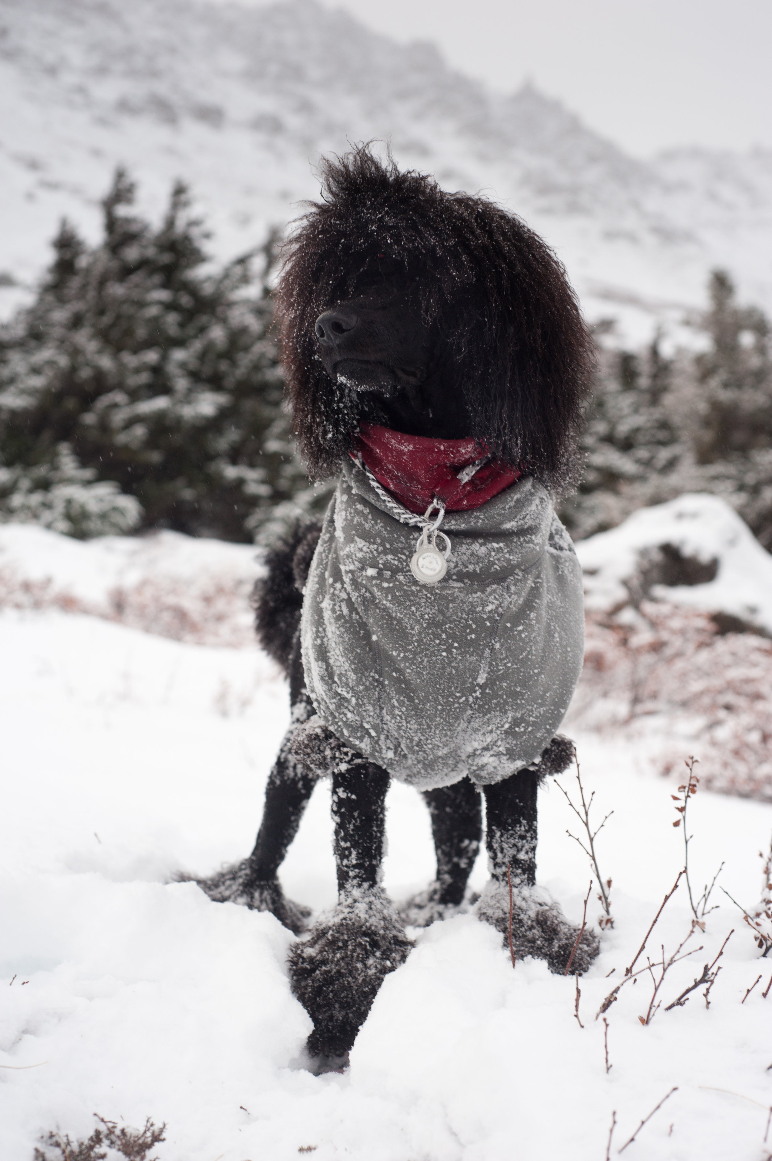 Wallace on a mountain adventure on Winter Solstice. We hiked about 9 miles into the mountains on this day.