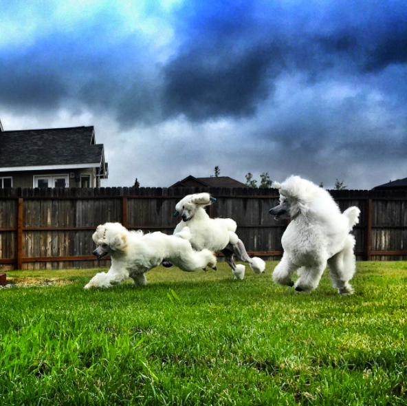 Bryce playing with his littermate, Milan, and his big half brother, Spender. Spender is America's number ONE Standard Poodle!