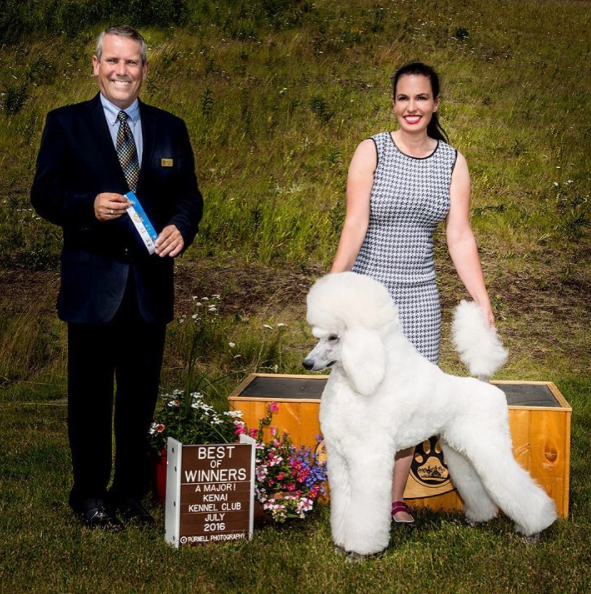 Bryce crushing it as an owner-handled (and groomed!) puppy. Winning his second 4-pt major under respected judge Dana Cline.
