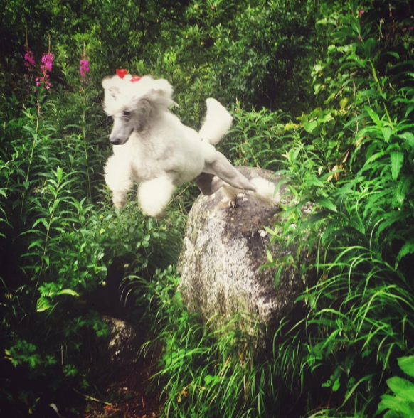 Bryce loves to jump and climb every chance he gets!