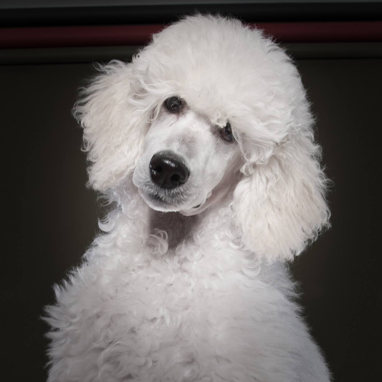 Pali at about 3 months old