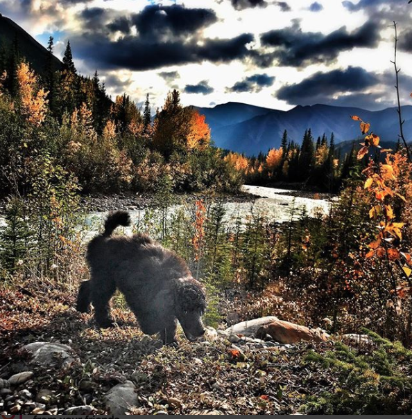 Kluane exploring the Yukon Territory in Canada