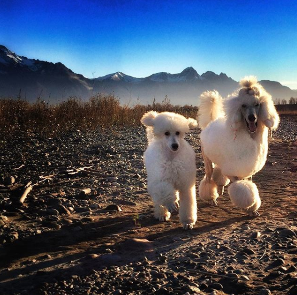 Pali at 4 months old taking a break to play with her Poodle brother.