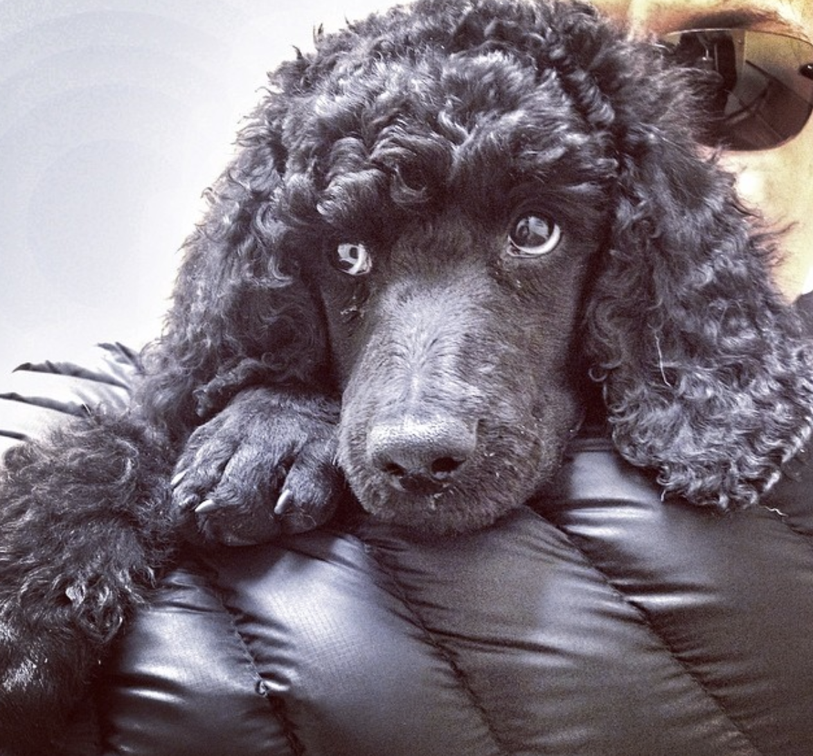 Baby Standard Poodle, Wallace at 8 weeks old