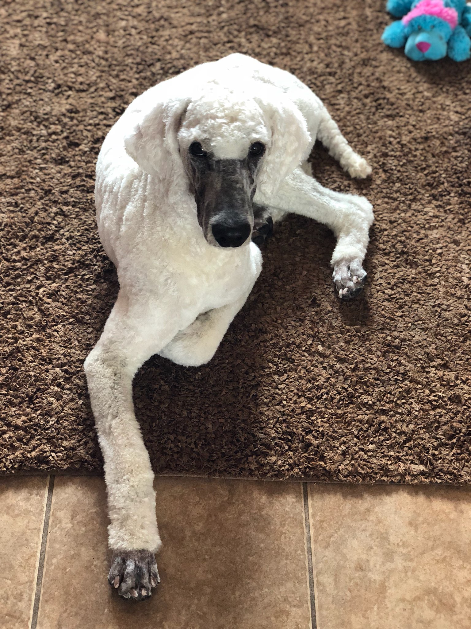 My handsome Bryce! Now he looks like a lamb, and still a shining example of a Poodle! I love this boy!!