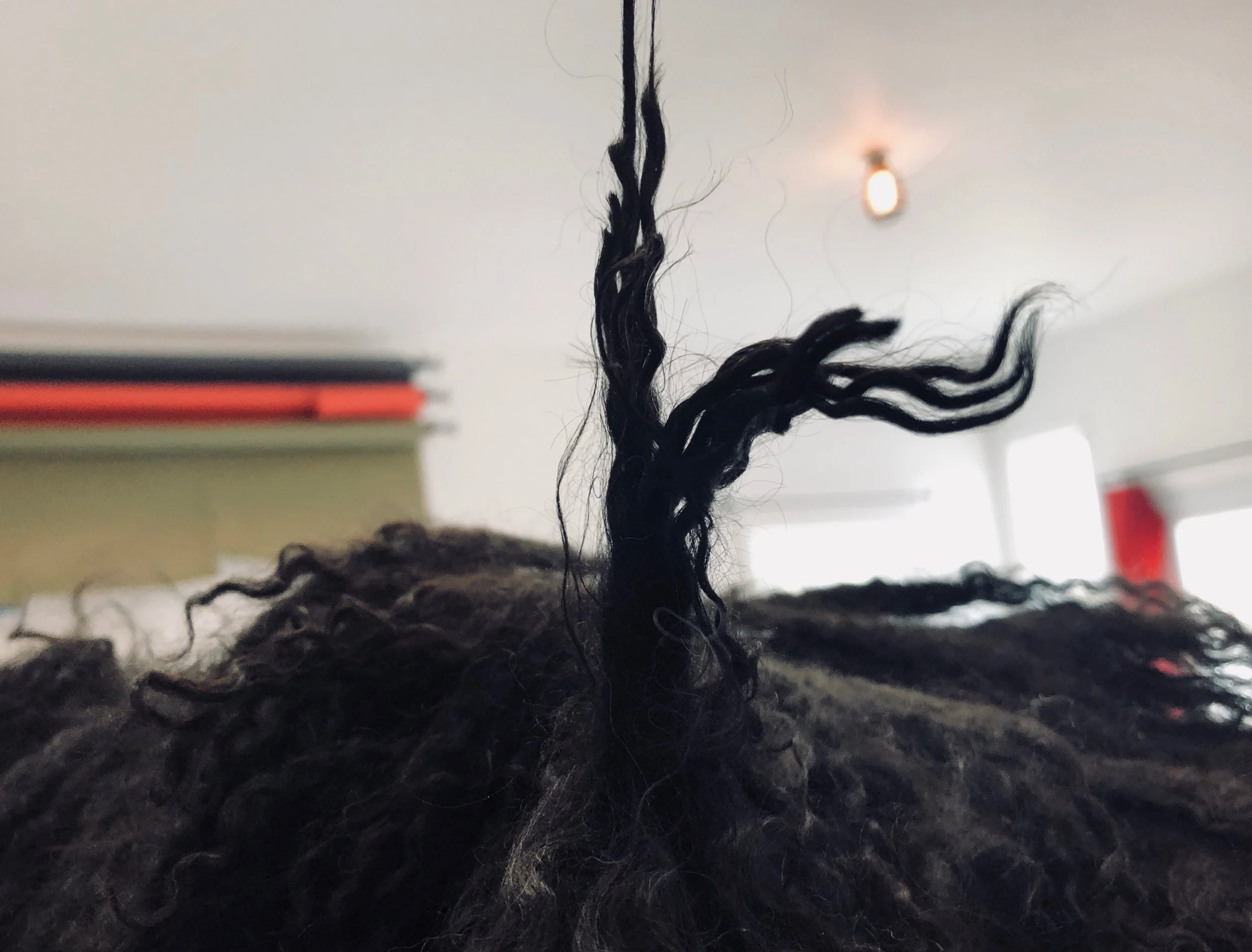 Here is an example of what the Poodle hair may look like as it goes from curly, to a controlled mat.