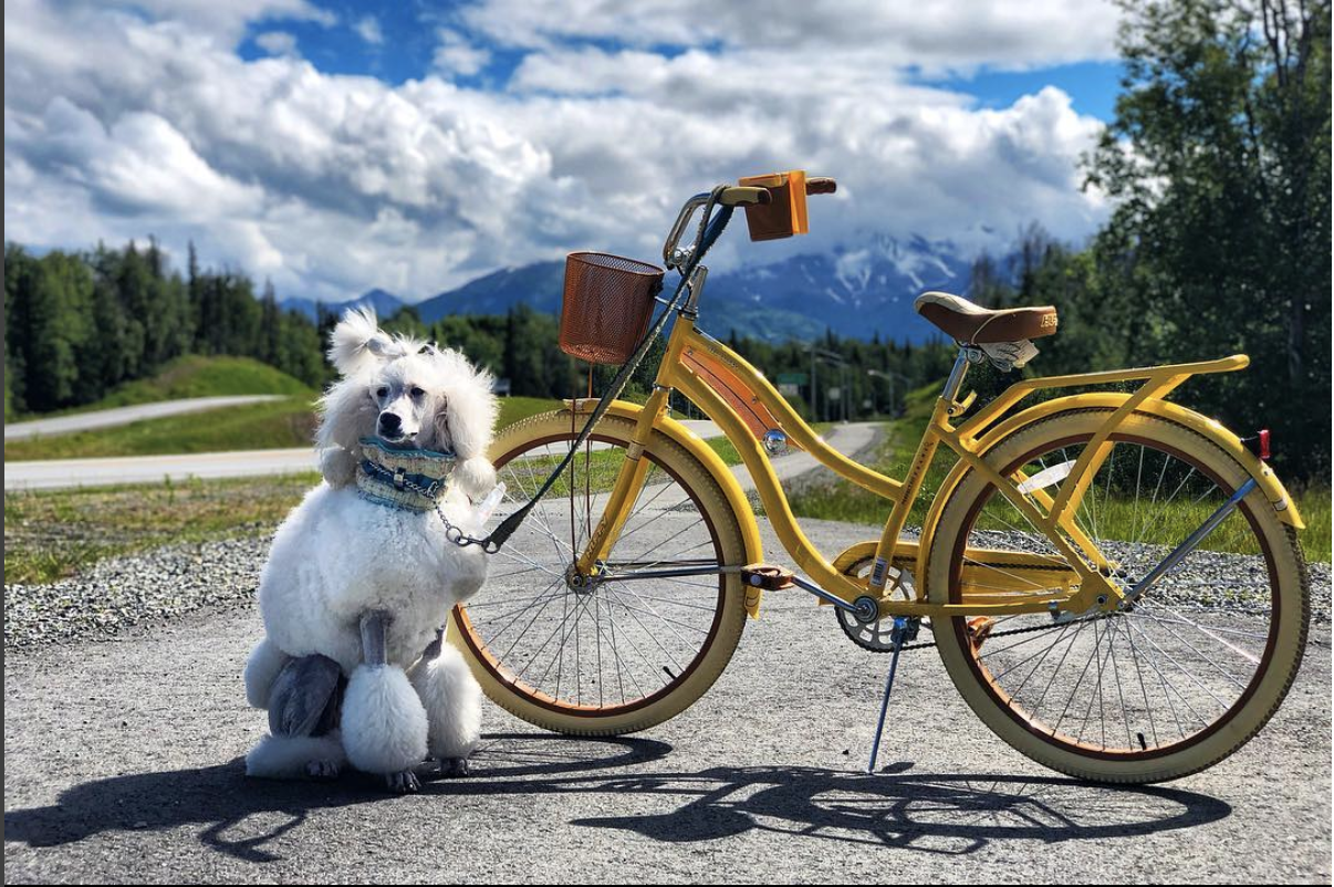 Pali enjoys a bike ride early in the day during the Alaskan summer.