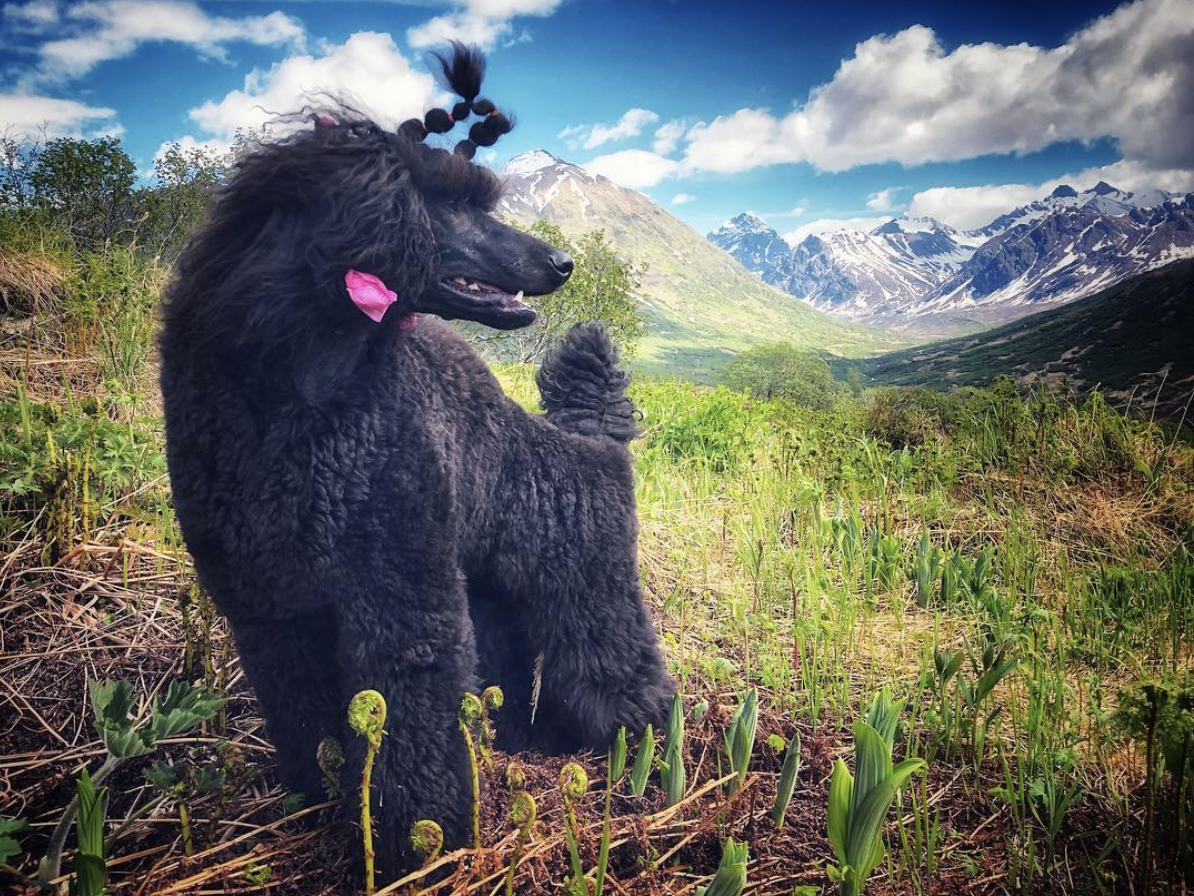A late evening trek into the mountains with Kluane.