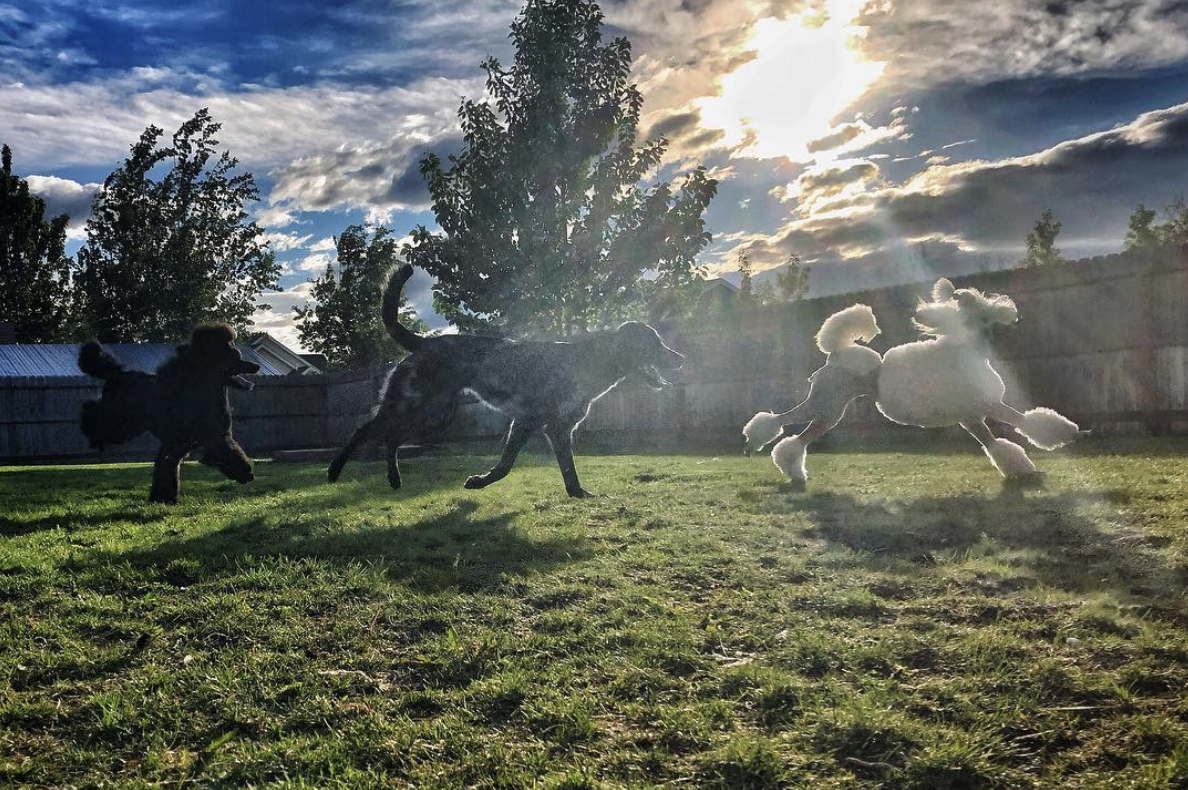 A game of follow-the-leader at 1am on Summer Solstice for Pali, Klu and their Catahoula sister, Jupiter.