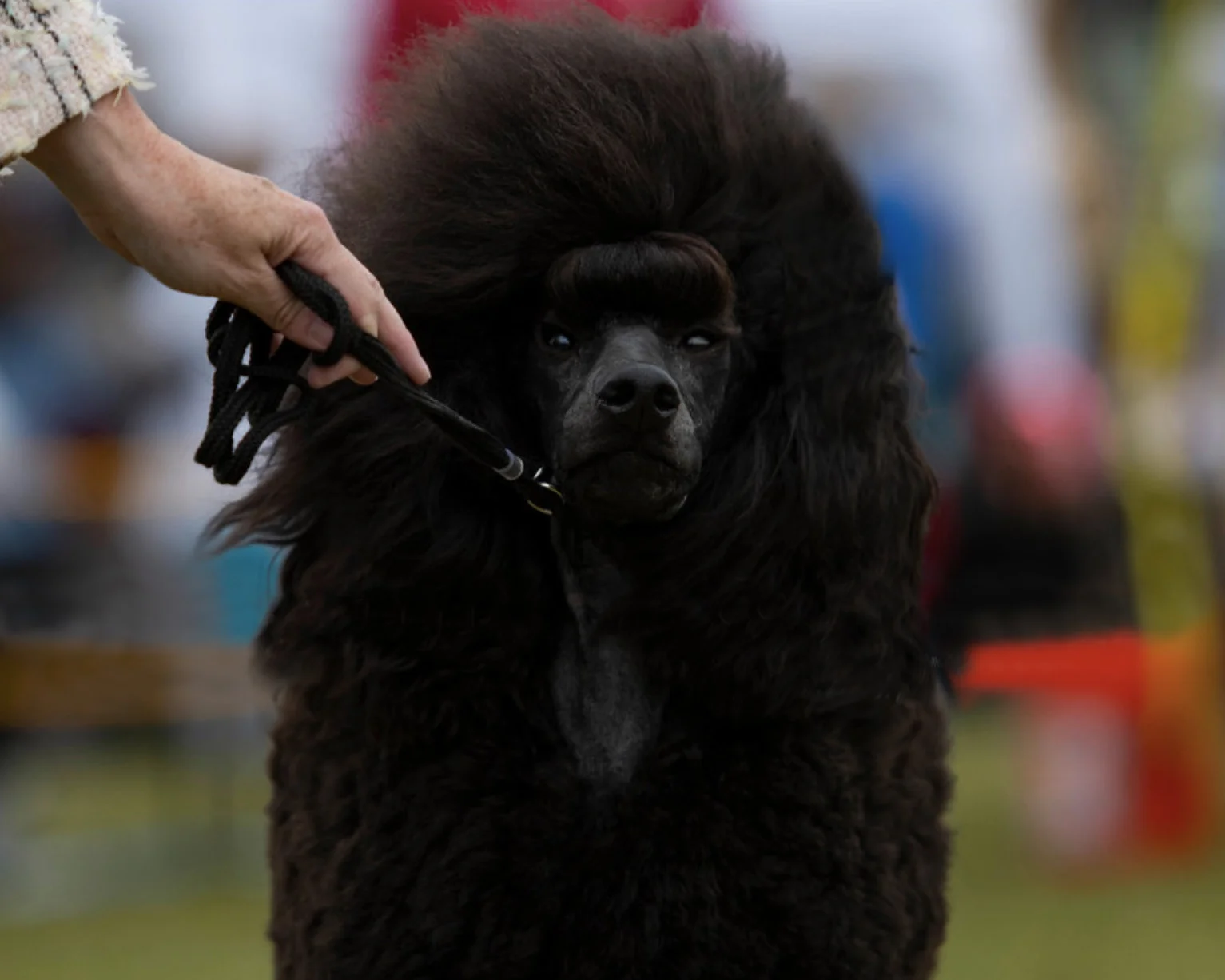 Kluane is a blue Standard Poodle. The newest addition to the Galavanting Poodles pack and already exceeding expectations.