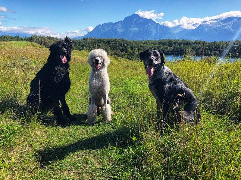 My two male Standard Poodles, Wallace and Bryce, along with my rescue Catahoula dog, Jupiter!