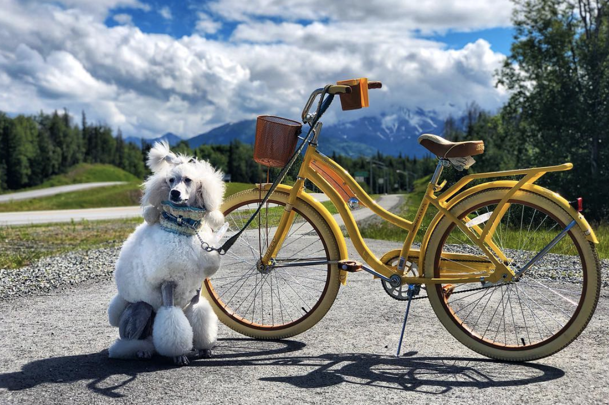 Learning to run next to a bike is one example of my Standard Poodle girl trusting her process when it comes to new things!