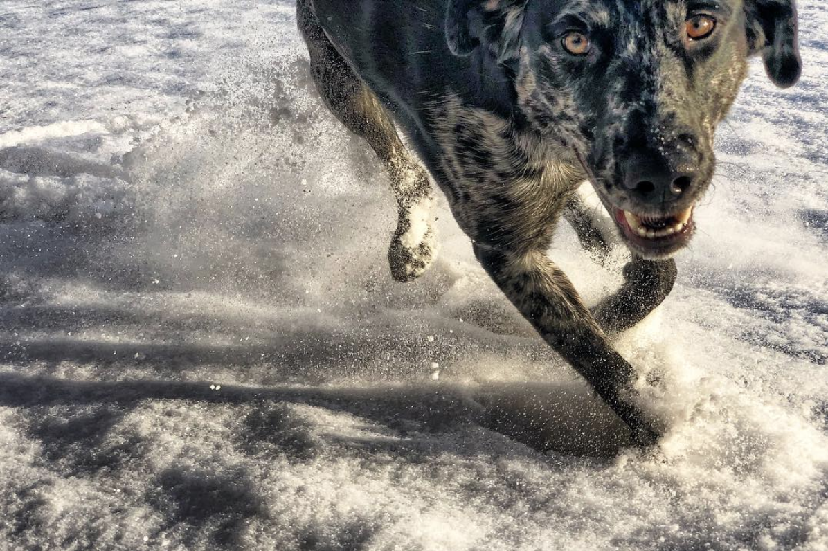 Jupiter is always on the run when she plays outside!