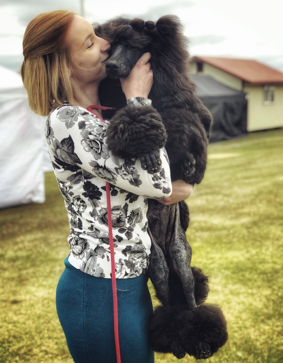 This is the day baby Kluane was put into her AKC approved show Poodle Continental Cut. The new hairstyle didn’t phase her. This little Poodle gal was just happy to be hanging with her people!
