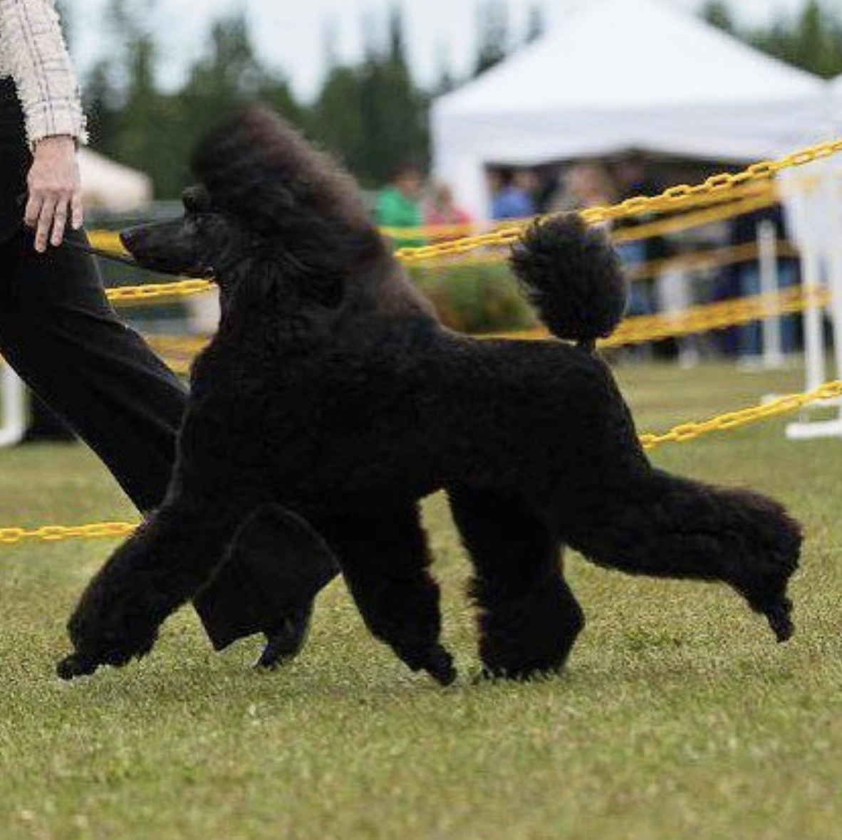 Kluane at one of her first shows. Pretty Poodle puppy just getting the hang of the AKC Dog Show world.