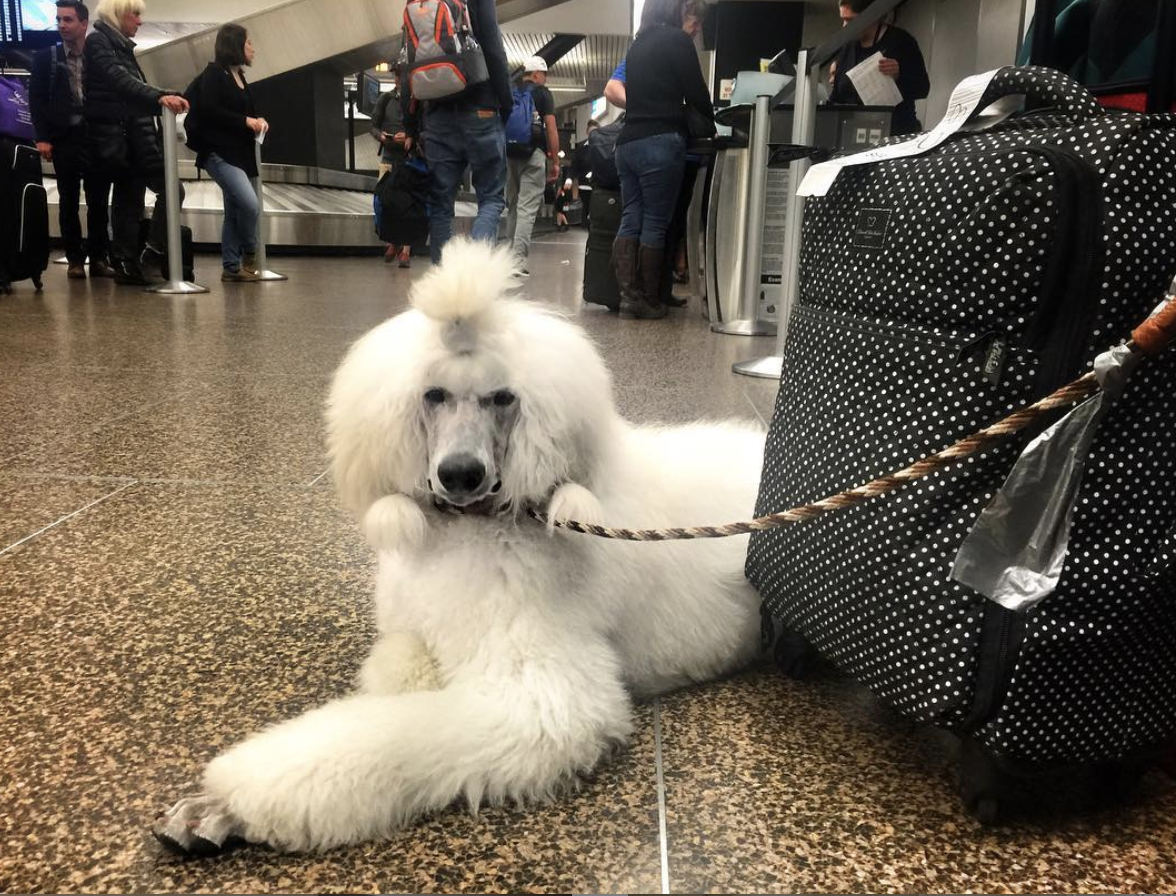 Sweet white Poodle puppy waiting at the airport check-in to fly to Seattle.