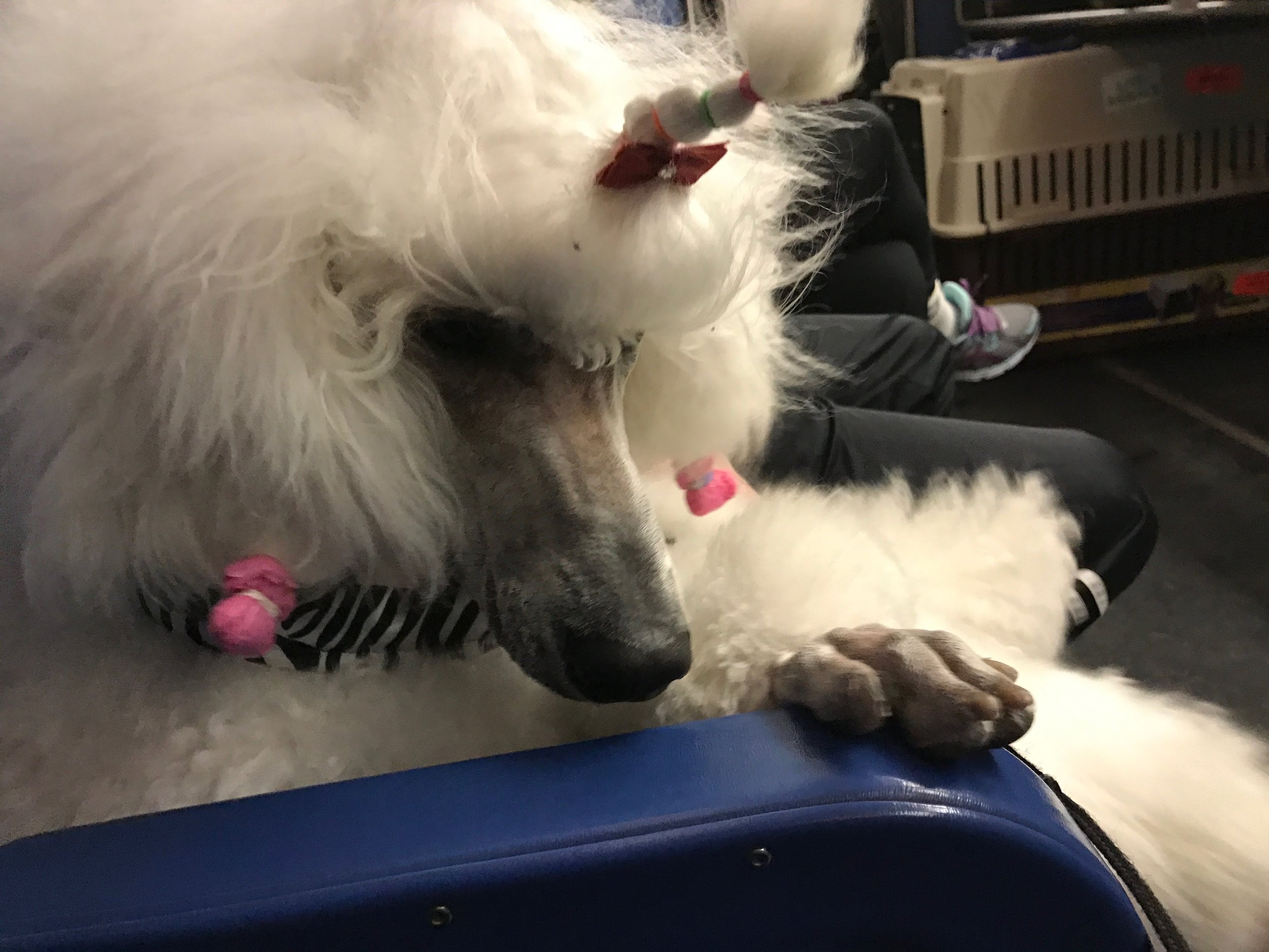 Pretty white Poodle, Pali, waiting patiently at the airport.