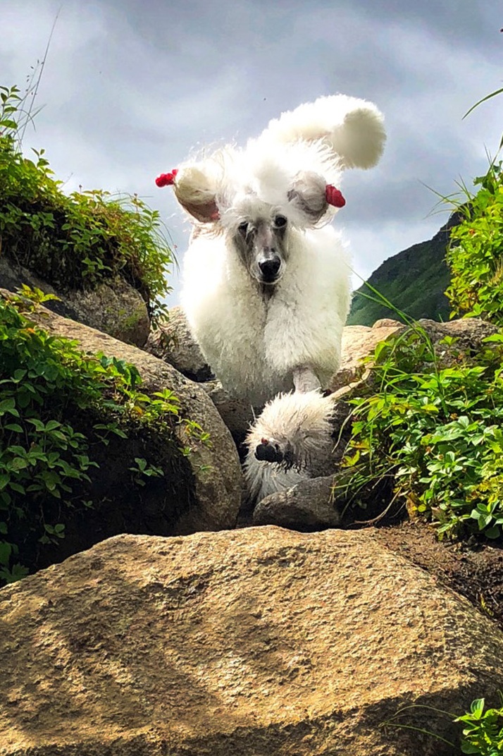 Poodle-Alaska-Mountian-Hike.jpg