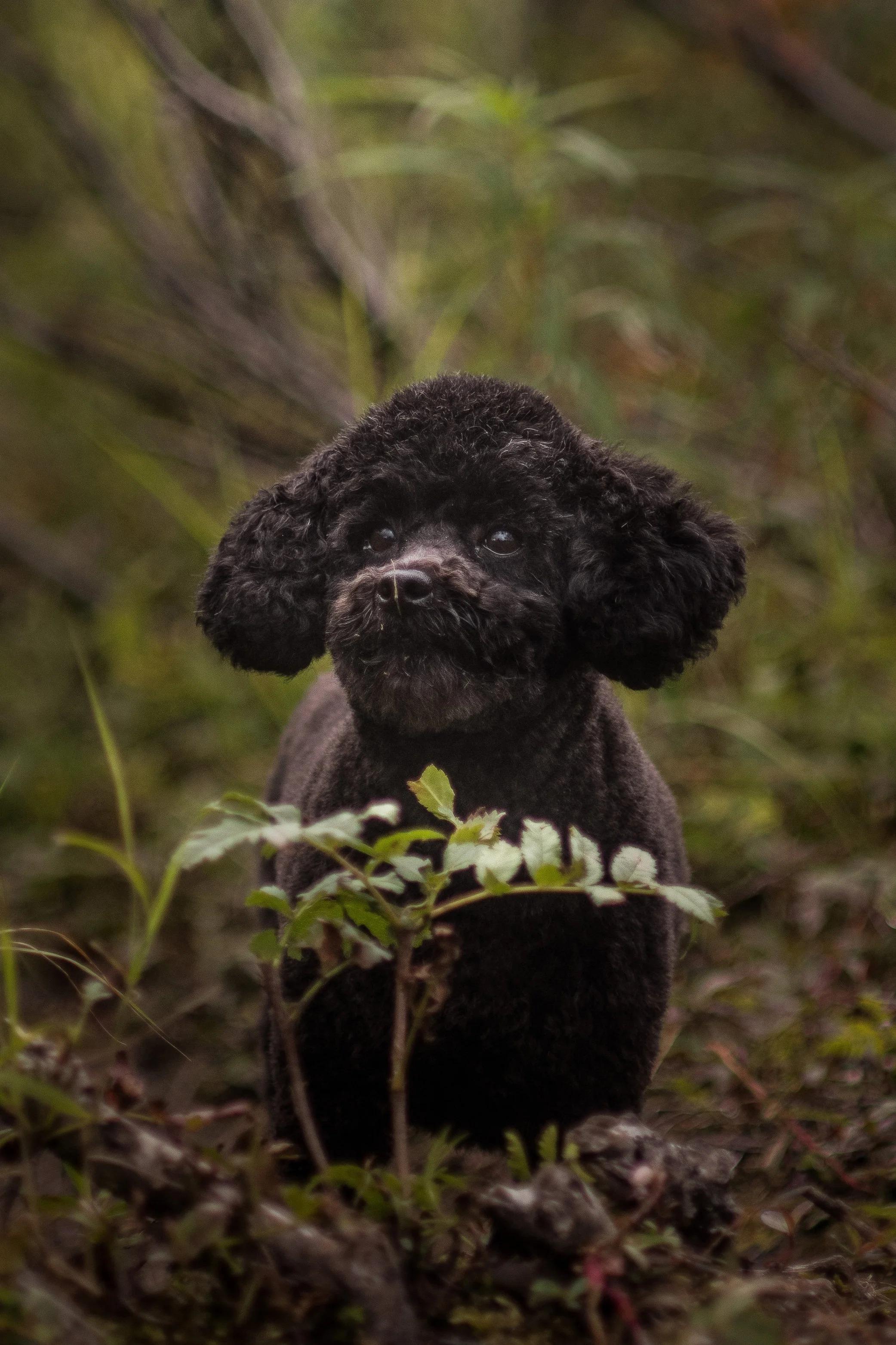 Galavanting-Toy-Poodle-Dog.jpg